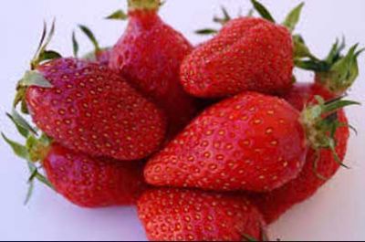 Après la conquête l’Algérie, la fraise de Jijel affiche des ambitions internationales