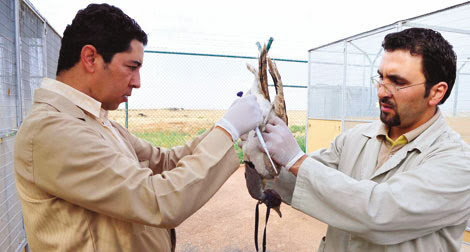 Boudjemaâ appelée à justifier l’exemption accordée aux émis du Golfe pour chasser l’Outarde
