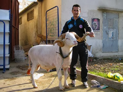 Combat de béliers, Russy l’Algérien défie ses rivaux maghrébins