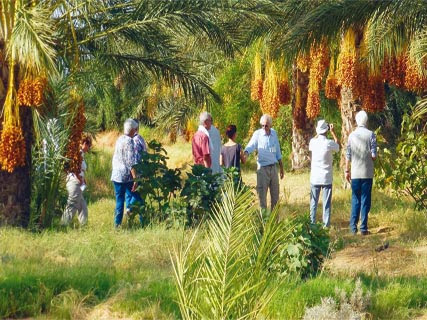 La wilaya de Biskra s’est taillé la part du lion, Des milliers d’Algériens enterrent 2013 dans le Grand-Sud