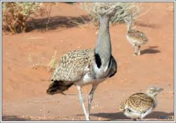L’Algérie, terre de braconnage des émirs du Golfe
