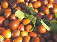 Le fruit dont elle tire son nom a complètement disparu de la région, Annaba n’est plus la ville du jujube