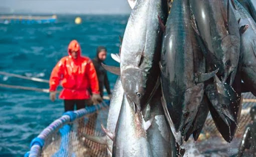 Nouvelle stratégie du secteur de la Pêche, ANSEJ et CNAC pour résorber le chômage