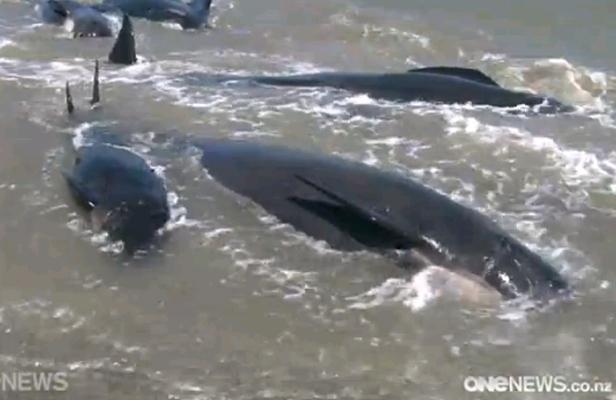 Près de 40 baleines-pilotes échouent et meurent sur une plage de Nouvelle-Zélande