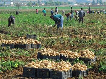 Produits agricoles, Le citoyen perdu dans l&rsquo;anarchie des prix
