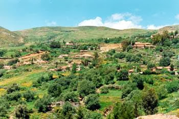 Ravagés par la mouche et les incendies, Béjaïa fête ce qui reste de ses oliviers