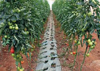 Un expert dénonce / Produits nocifs et dangereux «Des importations pour 20 milliards USD»