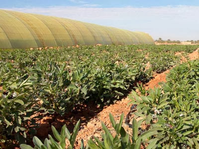 À partir d’aujourd’hui à Alger, Rencontre d’intervenants dans l’agriculture, l’agroalimentaire, l’eau et la recherche