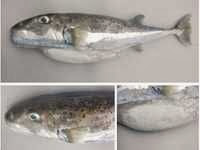 AïN TéMOUCHENT, Alerte au poisson-lièvre