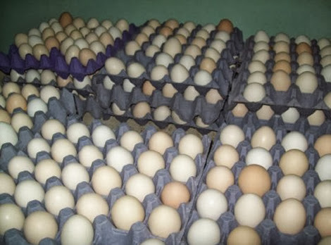 Après des augmentations dans le prix des produits laitiers, Les oeufs «se négocient» autour de 15 dinars