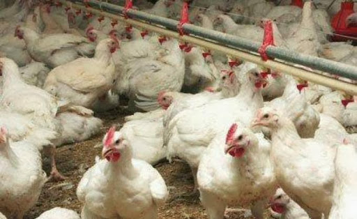 Après les modifications introduites dans la LF 2014, Le poulet risque la flambée
