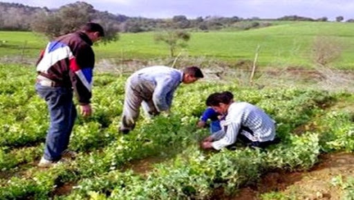 Bientôt des centres de formation agricole dans les wilayas de Mascara, El Oued et Aïn Defla