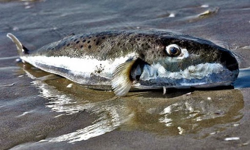 Consommation du poisson lapin: toutes les dispositions préventives prises à Oran