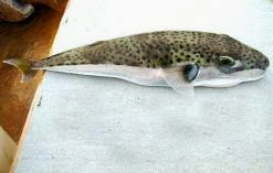 Cotes Est,l’inquiétante arrivée du «poisson lapin», La redoutable espèce capturée à Sidi Salem