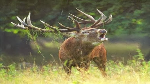Efforts intenses pour la préservation du cerf de Barbarie - Algerie360