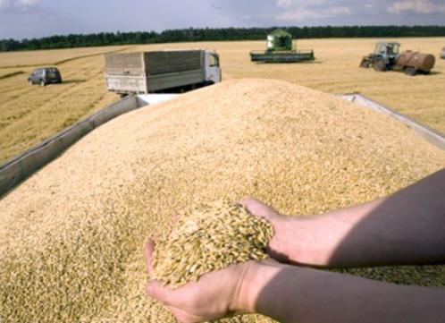 Elle a atteint 49,1 millions/q au niveau national, La production céréalière est en baisse