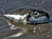 Lapin ou lièvre, le toxique Lagocephalus sceleratus fait débat dans les milieux des pêcheurs en Algérie