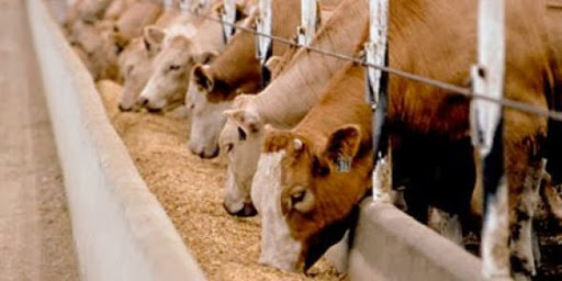 Partenariat algéro-français : trois usines d’aliments de bétail prochainement en Algérie (opérateurs)