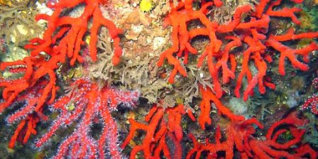 Pêche au corail, Une reprise sous conditions