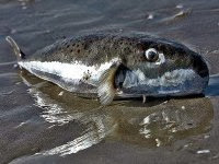 Pêche : « instructions strictes » interdisant la commercialisation et la consommation du poisson-lièvre