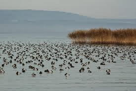 Plus de 30.000 oiseaux d’eau dénombrés à El Tarf