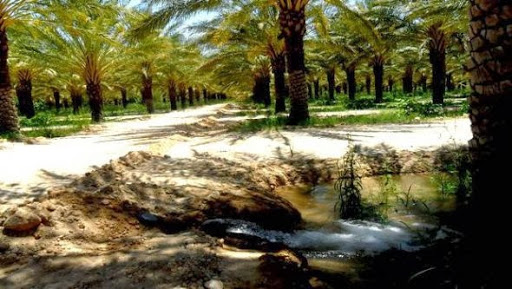 Plus de 7.600 touristes étrangers ont visité la wilaya de Biskra en 2013