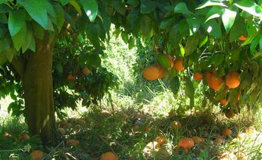 Chutes de pluies, 400 ha d’agrumes affectés à Bejaïa