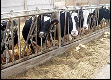 CONSTANTINE, Vers l’importation de 90 000 vaches laitières d’Angleterre