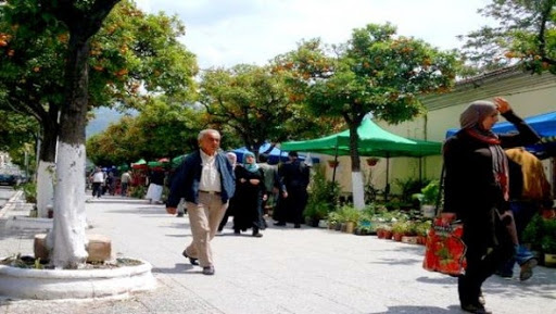 Délaissés, les bigaradiers de Blida dépérissent