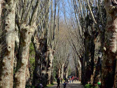 Journée internationale des forêts, Célébration à travers tout le pays