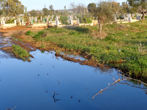 Le cimetière de Ain El Beida submergé par les eaux usées, Scandaleux !