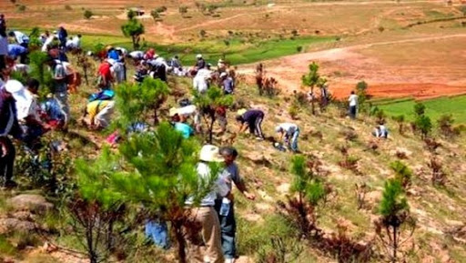 Le plan national de reboisement réalisé à hauteur de 50%