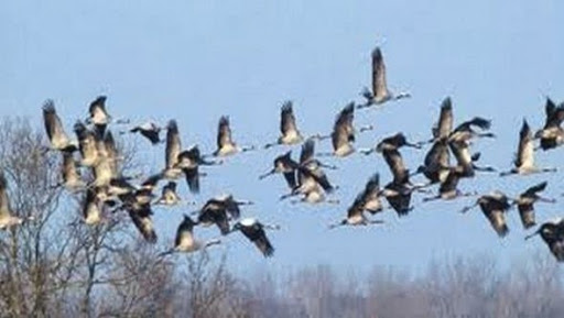 Les agriculteurs de Jijel initiés aux techniques de dénombrement des oiseaux d’eau