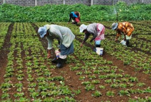 Les pays africains sont appelés à garantir leur sécurité alimentaire (Nouri)