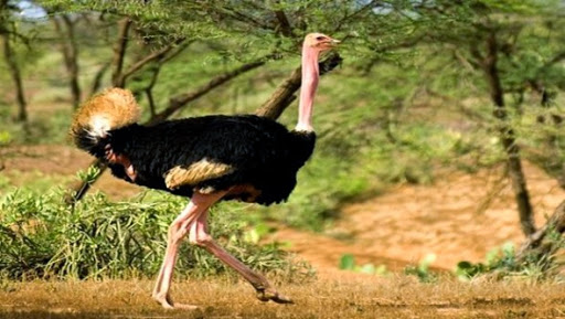 Protection de la nature: plusieurs programmes pour la préservation des ressources animales et végétales (ANN)