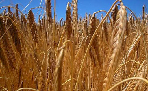 Selon les prévisions du ministère de l’Agriculture, La production céréalière en hausse de 15% en 2014