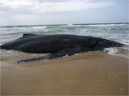Tizi Ouzou : Une baleine de 6 m de longueur retrouvée morte sur une plage à Azeffoune