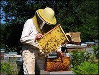 Blida / Apiculture Ces pesticides, tueurs d&rsquo;abeilles