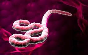 Epidémie du virus Ebola Une commission pour contrer la menace