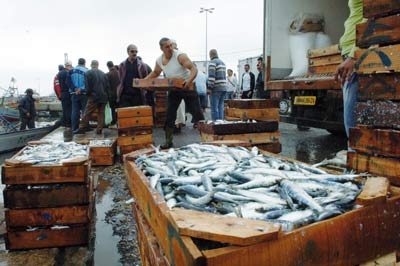 La sardine passe de 500 à 600 DA le kg à Oran