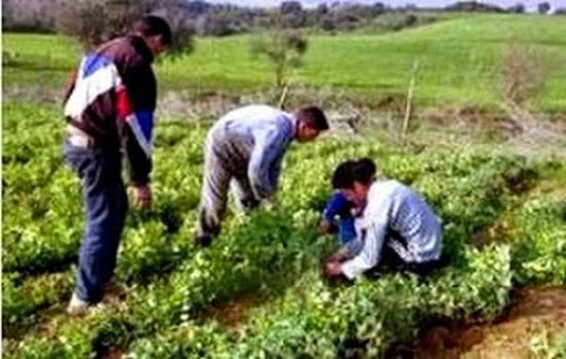 L’Algérie a une stratégie « cohérente » pour assurer sa sécurité alimentaire