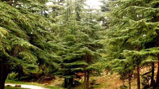 Préserver et revaloriser le patrimoine matériel et immatériel du parc naturel de Belezma (Batna)