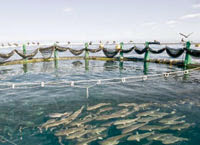 Un intérêt particulier est accordé à ce segment de la pêche Aquaculture: un secteur porteur de richesses