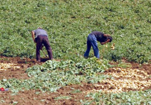 Agriculture: le gouvernement mise sur les activités agricoles productives