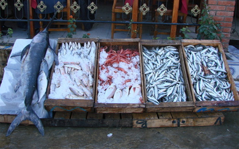 Ain Temouchent: l’utilisation de motocyclettes aménagées pour la vente de poissons généralisée