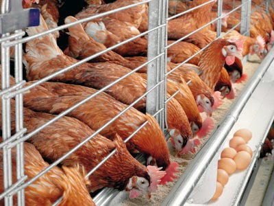 Aviculture, Les solutions des experts pour organiser la filière