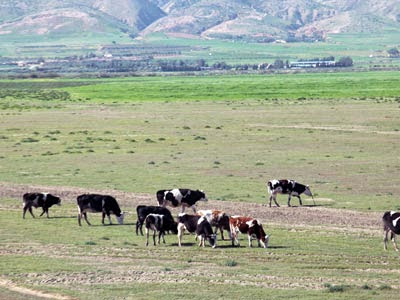 Baisse de la production laitière « Notre cheptel est sous-alimenté »