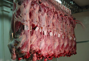 Création d’une société algéro-française spécialisée dans la viande bovine (ministère)