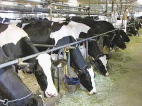 Fièvre aphteuse: Importation d’animaux et produits animaliers en provenance de Tunisie interdite