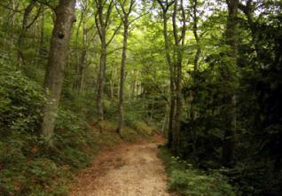 Forêt récréative d’El M’ridj: le nouveau « bol d’oxygène » des Constantinois